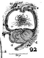 Sivun Phaenocora chloroxantha Marcus 1946 kuva