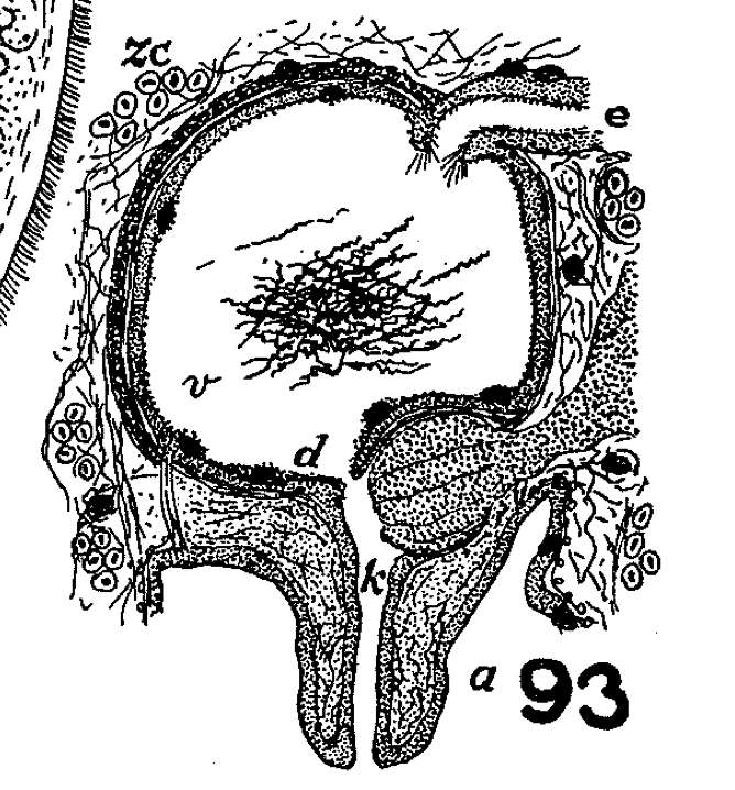 Phaenocora chloroxantha Marcus 1946的圖片