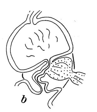 Sivun Phaenocora chloroxantha Marcus 1946 kuva