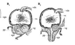 Phaenocora chloroxantha Marcus 1946的圖片