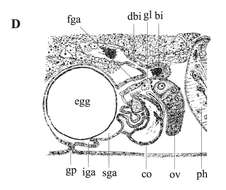 Phaenocora chloroxantha Marcus 1946的圖片