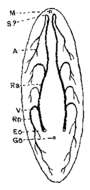 Phaenocora clavigera Hofsten 1907的圖片