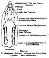 Sivun Phaenocora clavigera Hofsten 1907 kuva