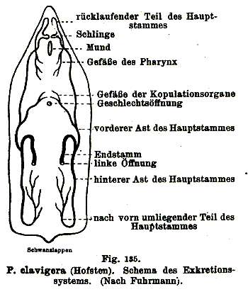 Sivun Phaenocora clavigera Hofsten 1907 kuva