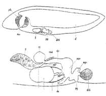 Phaenocora clavigera Hofsten 1907的圖片