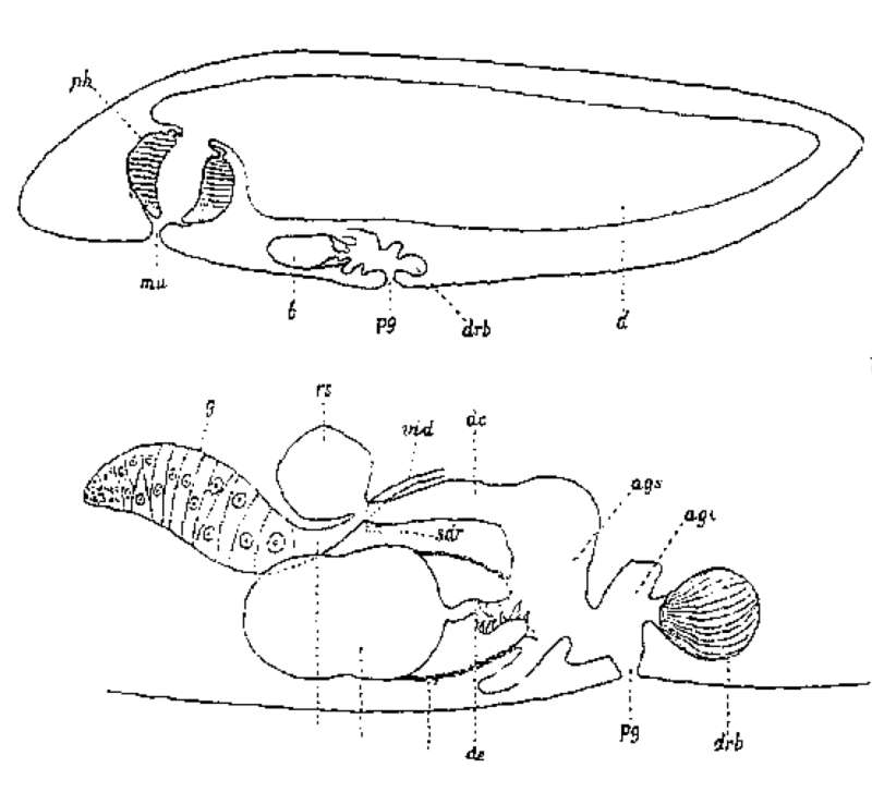 Phaenocora clavigera Hofsten 1907的圖片