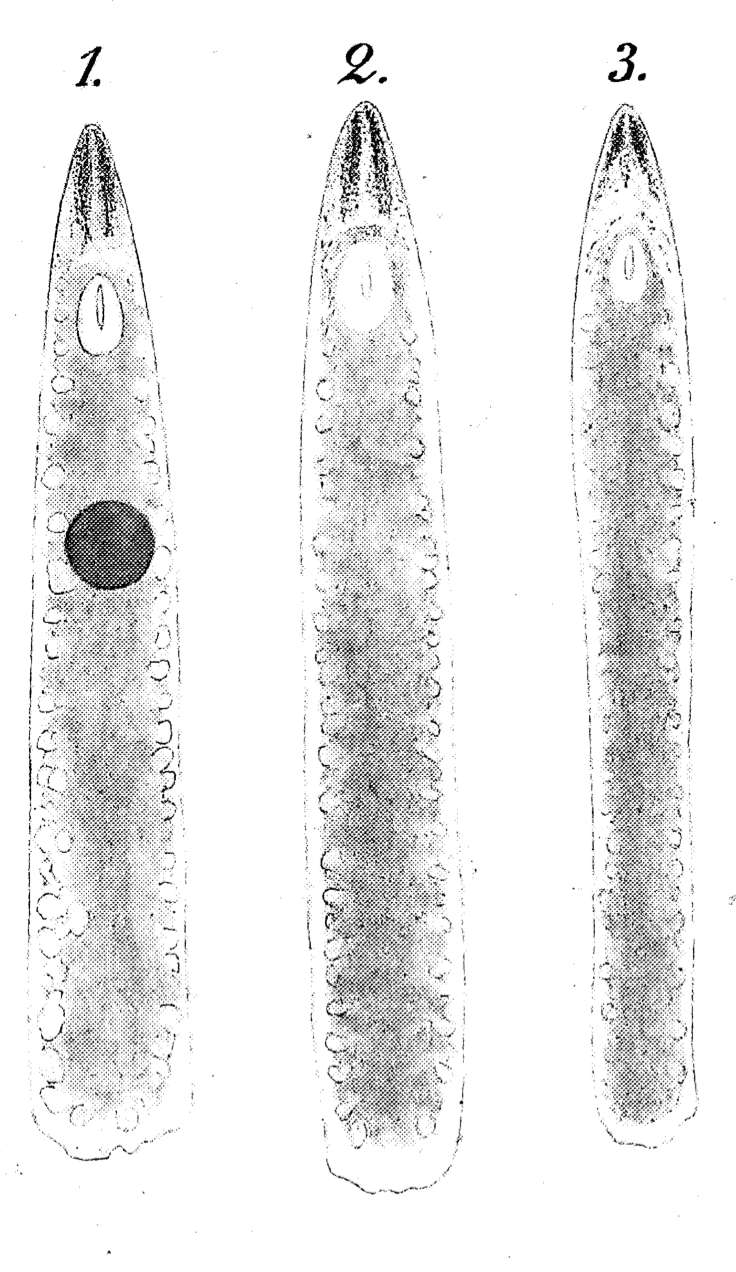 Phaenocora clavigera Hofsten 1907的圖片