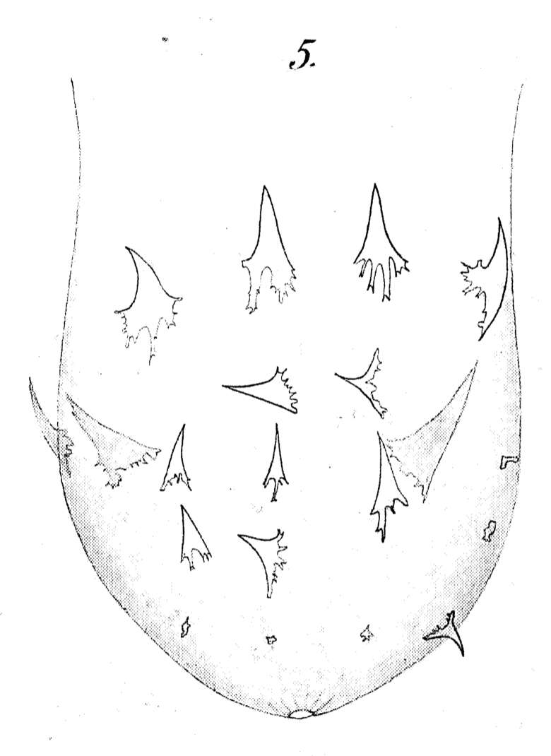 Phaenocora clavigera Hofsten 1907的圖片