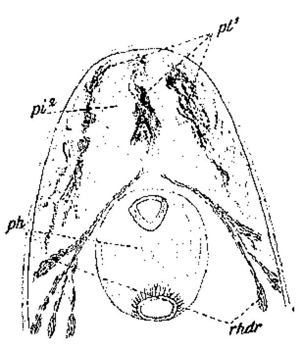 Phaenocora clavigera Hofsten 1907的圖片