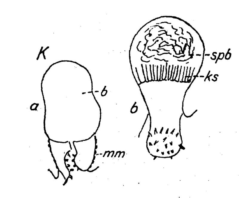 Phaenocora clavigera Hofsten 1907的圖片