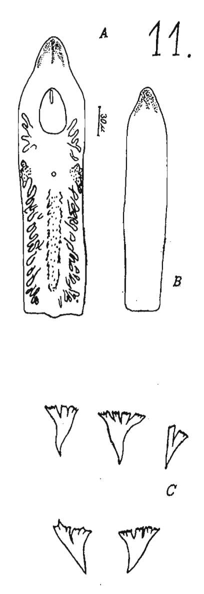 Phaenocora clavigera Hofsten 1907的圖片