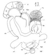 Phaenocora clavigera Hofsten 1907的圖片