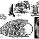 Image of Phaenocora evelinae Marcus 1946