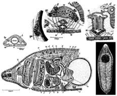 Phaenocora evelinae Marcus 1946的圖片