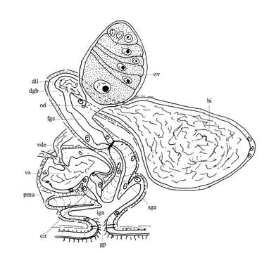 Image of Phaenocora foliacea (Böhmig 1914)