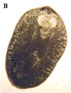 Image of Phaenocora foliacea (Böhmig 1914)