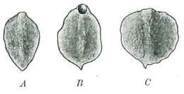 Sivun Phaenocora foliacea (Böhmig 1914) kuva