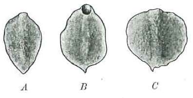 Sivun Phaenocora foliacea (Böhmig 1914) kuva