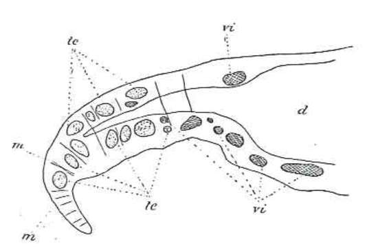 Image of Phaenocora foliacea (Böhmig 1914)