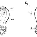 Image of Phaenocora falciodenticulata Gilbert 1938