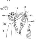 Sivun Phaenocora gracilis (Vejdovsky 1895) Graff 1909 kuva