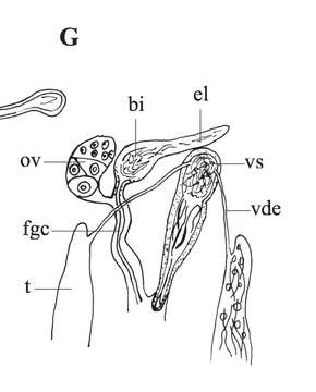 Image of Phaenocora gracilis (Vejdovsky 1895) Graff 1909