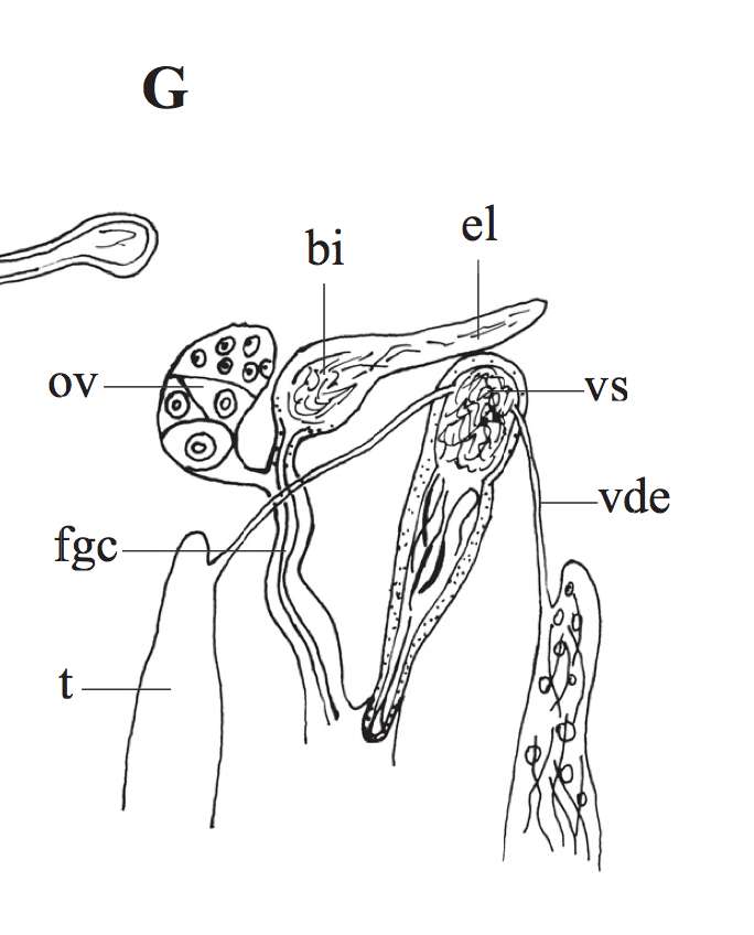 Sivun Phaenocora gracilis (Vejdovsky 1895) Graff 1909 kuva