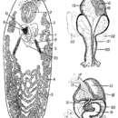 Image of Phaenocora kepneri Gilbert 1935