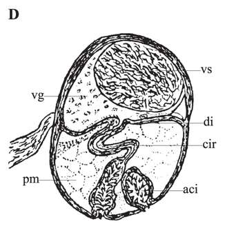 Image of Phaenocora lutheri Gilbert 1937