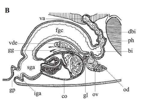 Image of Phaenocora lutheri Gilbert 1937