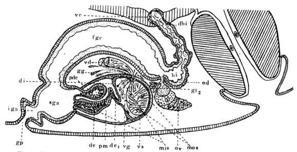 Image of Phaenocora lutheri Gilbert 1937