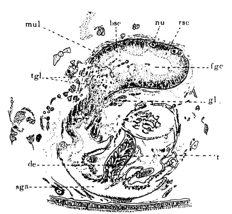 Image of Phaenocora lutheri Gilbert 1937