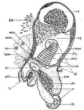 Image of Phaenocora lutheri Gilbert 1937