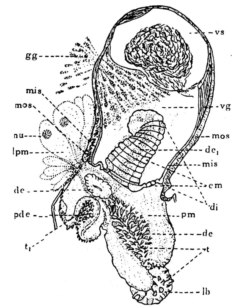 Image of Phaenocora lutheri Gilbert 1937