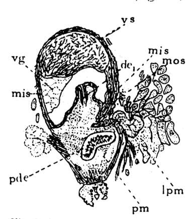 Image of Phaenocora lutheri Gilbert 1937