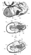 Image of Phaenocora lutheri Gilbert 1937