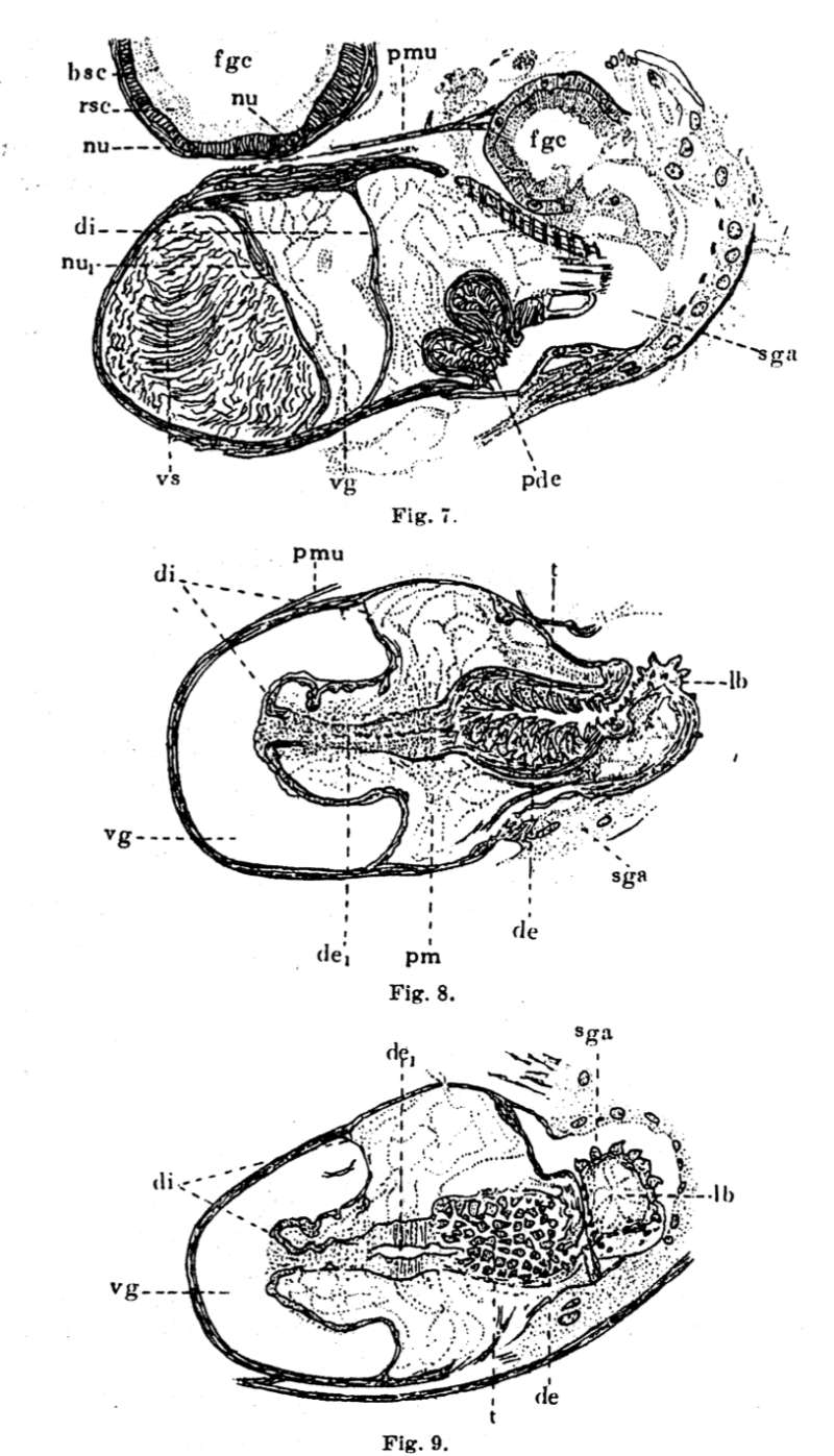 Image of Phaenocora lutheri Gilbert 1937