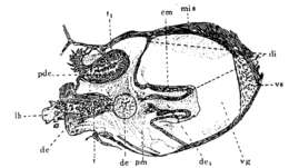 Image of Phaenocora lutheri Gilbert 1937