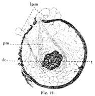 Image of Phaenocora lutheri Gilbert 1937