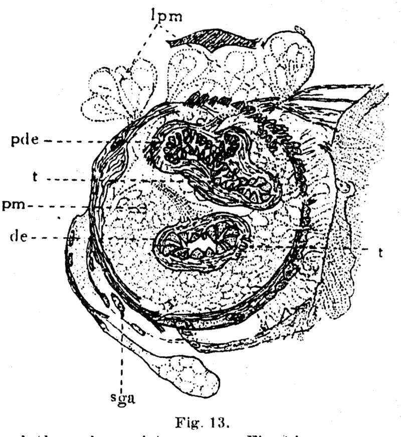 Image of Phaenocora lutheri Gilbert 1937