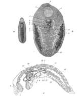 Sivun Phaenocora polycirra (Beklemischev 1929) kuva