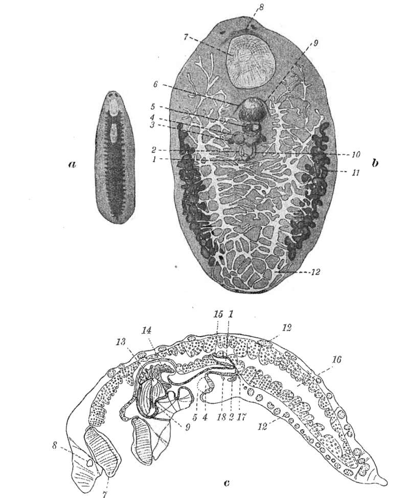 Image of Phaenocora polycirra (Beklemischev 1929)