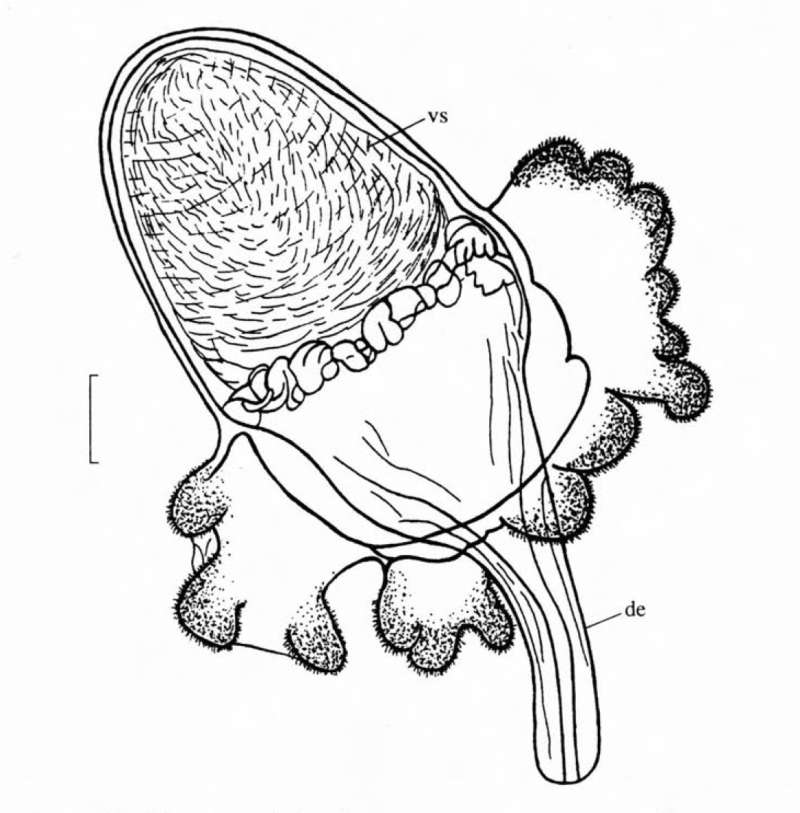 Sivun Phaenocora polycirra (Beklemischev 1929) kuva