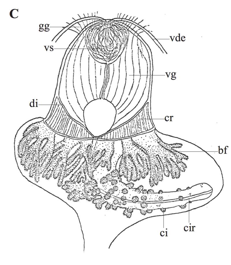 Image of Phaenocora polycirra (Beklemischev 1929)