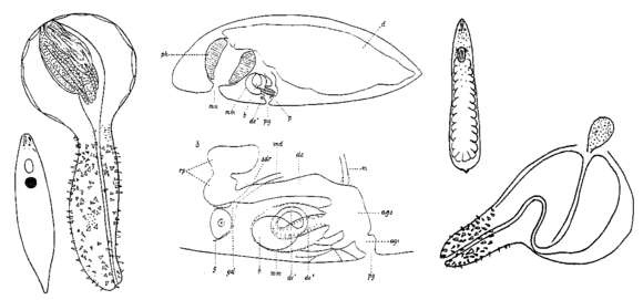 Image of Phaenocora rufodorsata (Sekera 1904) Graff 1909