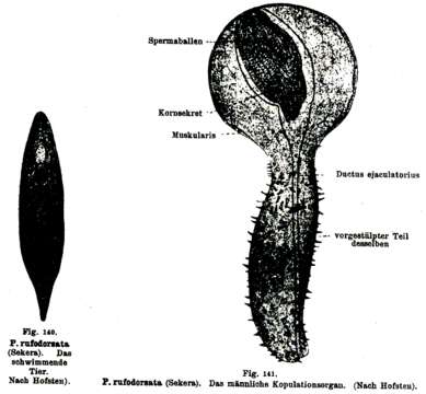 Phaenocora rufodorsata (Sekera 1904) Graff 1909的圖片