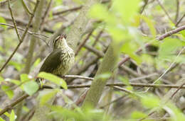 Image of Northern Waterthrush