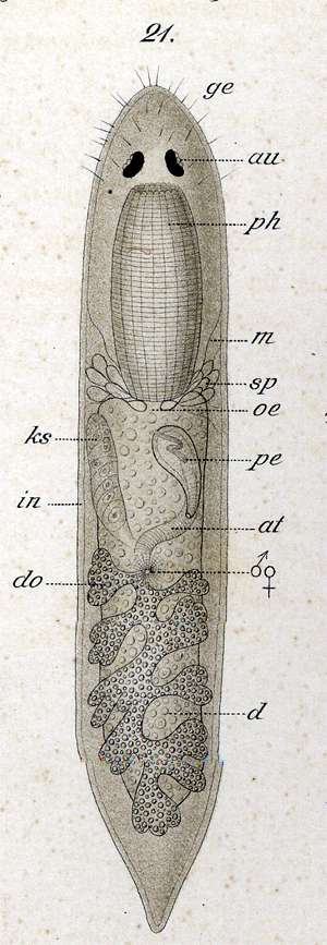 Image of Phaenocora salinarum (Graff 1882)