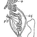 Image de Phaenocora salinarum (Graff 1882)