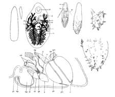 Image of Phaenocora typhlops (Vejdovsky 1880) Hofsten 1907